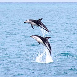 https://staging.nztour.co.nz/wp-content/uploads/kaikoura-dolphin.jpg