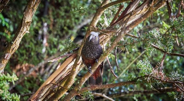 https://staging.nztour.co.nz/wp-content/uploads/stewart-island-bird-blog.jpg